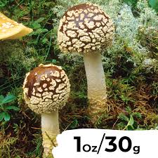 Attēlu rezultāti vaicājumam “Amanita regalis”