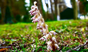 Attēlu rezultāti vaicājumam “Lathraea squamaria flower”