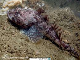 Image result for Myoxocephalus octodecemspinosus