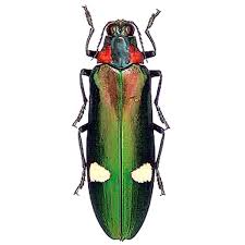 Attēlu rezultāti vaicājumam “Buprestidae”