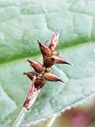 Attēlu rezultāti vaicājumam “Carex dioica male flower”