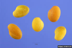 Attēlu rezultāti vaicājumam “Melilotus officinalis”