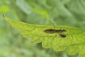 Attēlu rezultāti vaicājumam “Nabis limbatus”