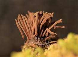 Attēlu rezultāti vaicājumam “Stemonitis flavogenita spores”