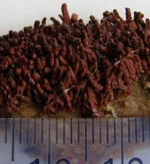 Attēlu rezultāti vaicājumam “Arcyria incarnata spores”