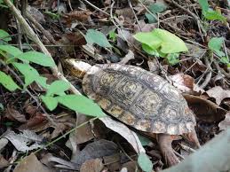 Attēlu rezultāti vaicājumam “Retinia resinella exuvia”