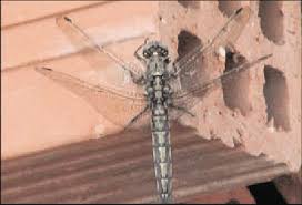 Attēlu rezultāti vaicājumam “Orthetrum cancellatum”