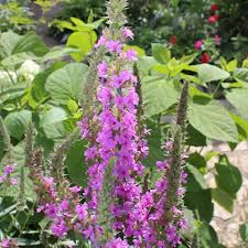 Attēlu rezultāti vaicājumam “Carex acutiformis flower”