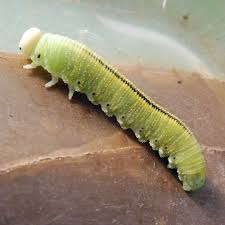 Attēlu rezultāti vaicājumam “Cimbex femoratus”