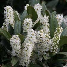 Attēlu rezultāti vaicājumam “Prunus domestica subsp. insitita”