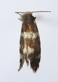 Attēlu rezultāti vaicājumam “Incurvaria praelatella”