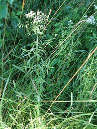 Attēlu rezultāti vaicājumam “Achillea salicifolia flower”