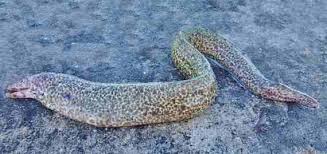 Image result for Gymnothorax vicinus