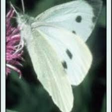 Attēlu rezultāti vaicājumam “Pieris brassicae”