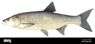 Image result for Aspius aspius