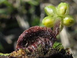 Attēlu rezultāti vaicājumam “Reboulia hemisphaerica”