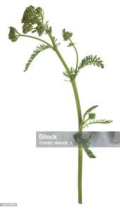 Attēlu rezultāti vaicājumam “Achillea millefolium bud”