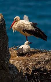 Attēlu rezultāti vaicājumam “Ciconia ciconia nest”