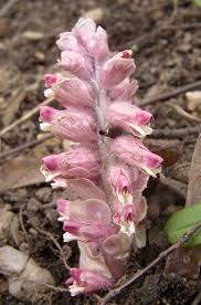 Attēlu rezultāti vaicājumam “Lathraea squamaria bud”