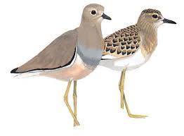 Image result for Vanellus leucurus