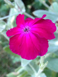 Image result for Lychnis coronaria