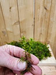 Attēlu rezultāti vaicājumam “Tetraphis pellucida”