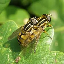 Attēlu rezultāti vaicājumam “Helophilus pendulus”