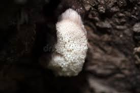 Attēlu rezultāti vaicājumam “myxomicetes”