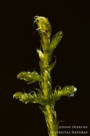 Attēlu rezultāti vaicājumam “Warnstorfia fluitans”