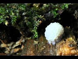 Attēlu rezultāti vaicājumam “Stemonitis fusca”