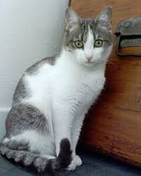 Attēlu rezultāti vaicājumam “Felis silvestris catus”