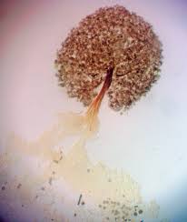 Attēlu rezultāti vaicājumam “Licea pusilla sessile”