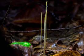 Attēlu rezultāti vaicājumam “Macrotyphula juncea”