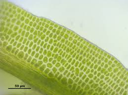 Attēlu rezultāti vaicājumam “Rhabdoweisia fugax”