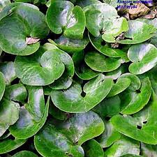 Attēlu rezultāti vaicājumam “Asarum europaeum leaf”