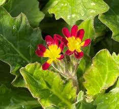 Attēlu rezultāti vaicājumam “Primula x margotae”