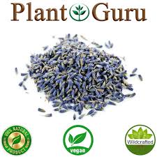 Attēlu rezultāti vaicājumam “Lavandula angustifolia bud”