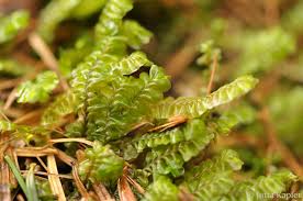 Attēlu rezultāti vaicājumam “Plagiochila asplenioides”