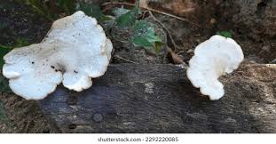 Attēlu rezultāti vaicājumam “Polyporus melanopus”
