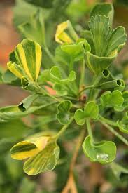 Attēlu rezultāti vaicājumam “Ginkgo biloba leaf”