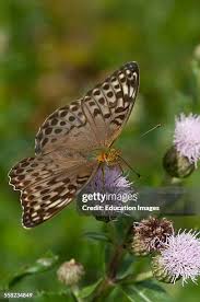 Attēlu rezultāti vaicājumam “Argynnis paphia female”