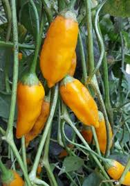 Afbeeldingsresultaat voor aji habanero hot pepper