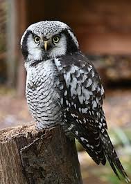 Image result for Surnia ulula