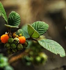 Attēlu rezultāti vaicājumam “Rubus nessensis fruit”