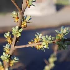 Attēlu rezultāti vaicājumam “Hippophae rhamnoides male flower”