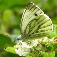Attēlu rezultāti vaicājumam “Pieris napi female”