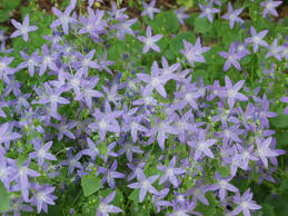 Image result for Glockenblumen