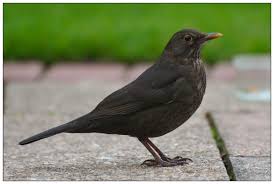 Attēlu rezultāti vaicājumam “Turdus merula female”
