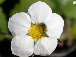Attēlu rezultāti vaicājumam “Fragaria moschata flower”