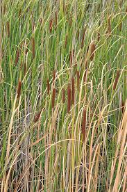 Attēlu rezultāti vaicājumam “Typha angustifolia  leaf”